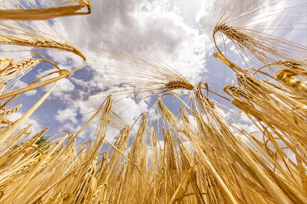 Ripe ears of barley in front of a clear blue sky with white clouds, Cologne, North Rhine-Westphalia, Germany, Europe