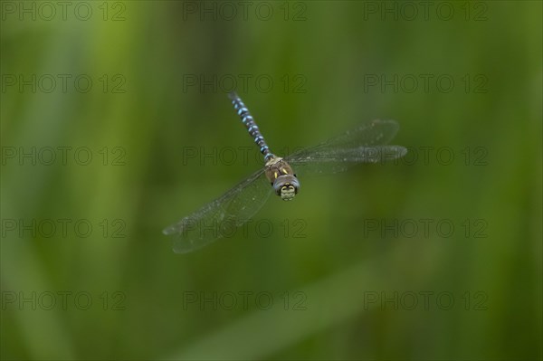 Migrant hawker dragonfly (Aeshna mixta) adult in flight, England, United Kingdom, Europe