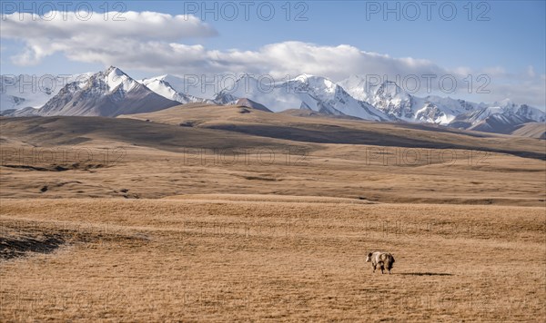 Glaciated and snow-covered mountains, yak in autumnal mountain landscape with yellow grass, Tian Shan, Sky Mountains, Sary Jaz Valley, Kyrgyzstan, Asia