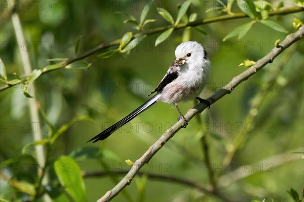 A Long-tailed tit (Aegithalos caudatus) on a branch with insects caught in its beak, Hesse, Germany, Europe