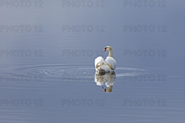 Mute swan (Cygnus olor), reflection, water, Geltinger Birch, Goldhoeft, Nieby, Schlei, Schleswig-Holstein, Germany, Europe