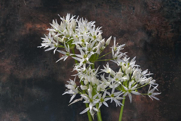 Wild garlic flowers (Allium ursinum) on a coloured background, Bavaria, Germany, Europe