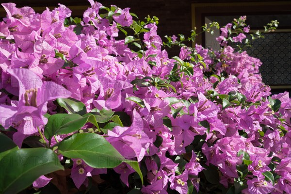 Blooming bush called Bougainvillea spectabilis. Phuket, Thailand, Asia