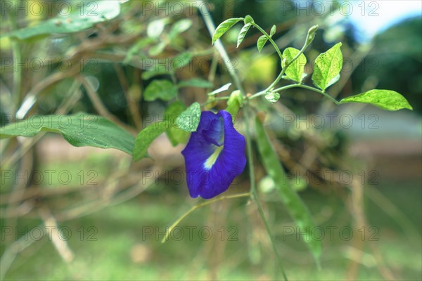 Beautiful bindweed in tropical garden. Phuket, Thailand, Asia