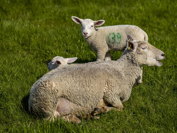 Sheep and lambs on the dyke at Hilgenriedersiel natural beach on the North Sea coast, Hilgenriedersiel, East Frisia, Lower Saxony, Germany, Europe