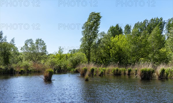 Nature at the large cleaning pond in Beech Forest, Hobrechtswald, Beech, Brandenburg, Germany, Europe