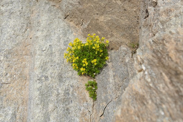 Yellow mountain saxifrage (Saxifraga aizoides) blooming in the mountains at Hochalpenstrasse, Pinzgau, Salzburg, Austria, Europe