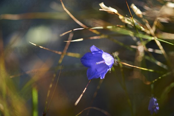 Earleaf bellflower (Campanula cochleariifolia) blooming in the mountains at Hochalpenstrasse, Pinzgau, Salzburg, Austria, Europe