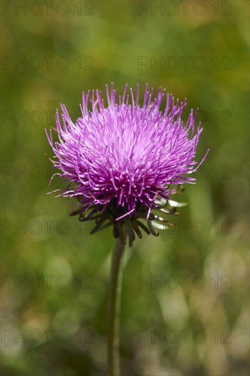 Alpine thistle (Carduus defloratus) blooming in the mountains at Hochalpenstrasse, Pinzgau, Salzburg, Austria, Europe