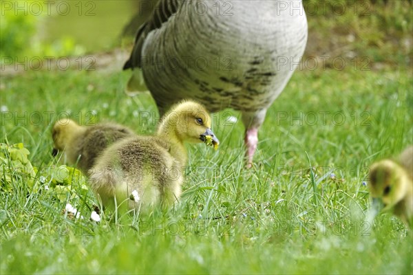 Greylag goose chicks, spring, Germany, Europe