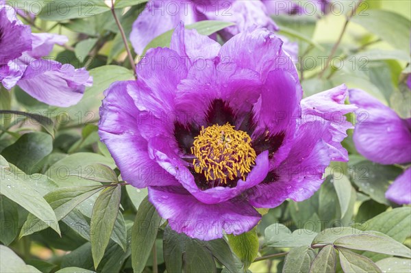 Tree peony (Paeonia suffruticosa), Weimar, Thuringia, Germany, Europe