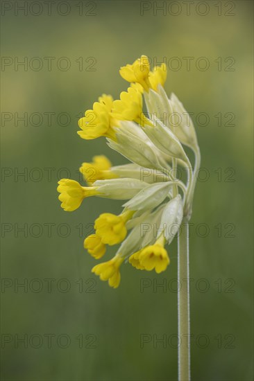 Common cowslip (Primula veris), Thuringia, Germany, Europe