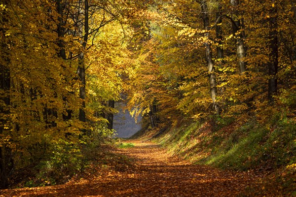 A forest path in a mixed forest with deciduous trees, including many Beech trees, in autumn. Colourful autumn leaves. The sun is shining on the trees. Neckargemuend, Kleiner Odenwald, Baden-Wuerttemberg, Germany, Europe