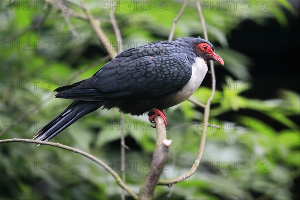 Papuan mountain pigeon (Gymnophaps albertisii), naked-eyed pigeon, Papua mountain pigeon, adult, perch, captive, New Guinea, Southeast Asia