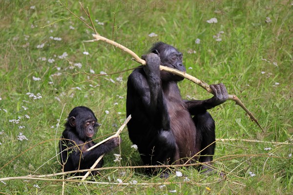 Bonobo, bonobo (Pan Paniscus), female, adult, young animal, feeding, Great ape, Primate, chimpanzee, captive