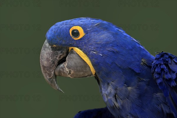 Hyacinth Macaw, (Anodorhynchus hyacinthinus), adult, portrait, captive, South America