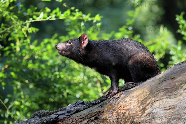 Tasmanian devil (Sarcophilus harrisii), adult, vigilant, on tree trunk, captive, Tasmania, Australia, Oceania