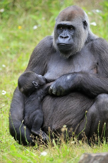 Western gorilla (Gorilla gorilla), adult, female, mother, young animal, baby, suckling, social behaviour, sitting, on ground, captive, western Africa