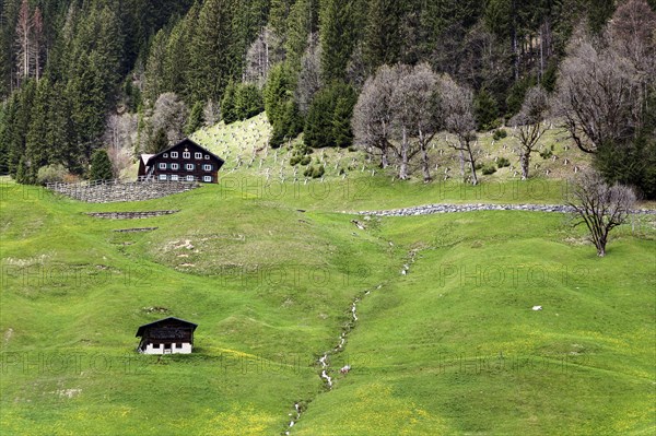 Typical farmhouses on a green meadow, Mittelberg, Kleinwalsertal, Vorarlberg, Allgaeu Alps, Austria, Europe