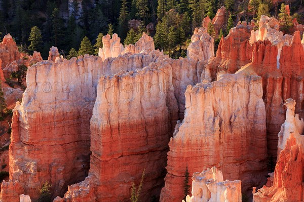 Rock faces glow in warm colours in the light of the low sun, Bryce Canyon National Park, North America, USA, South-West, Utah, North America