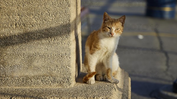 An orange and white cat sitting on a stone wall, Lindos, Rhodes, Dodecanese, Greek Islands, Greece, Europe