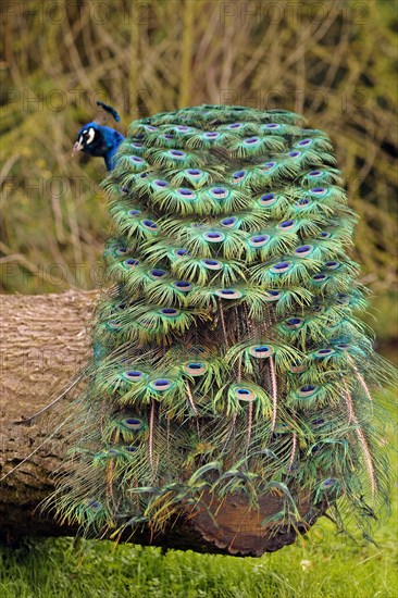 Indian peafowl (Pavo cristatus)