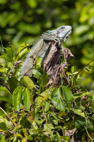 Green iguana (Iguana iguana) Pantanal Brazil