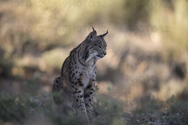 Iberian lynx male, Iberian lynx (Lynx pardinus), Extremadura, Castilla La Mancha, Spain, Europe