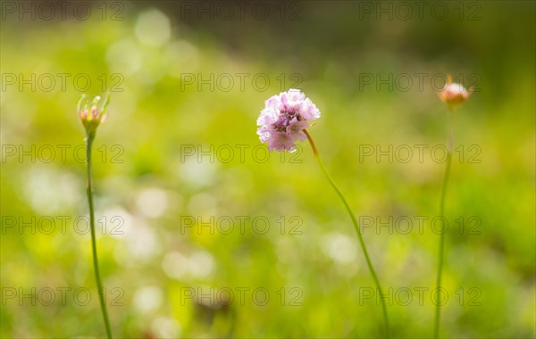 Sea thrift (Armeria maritima), also known as Lady's Cushion, Flower of the Year 2024, focus on a delicate purple, violet and pink flower, head-shaped inflorescence, flower head on a slightly wavy stem or stalk typical of the species, two flower buds next to it in front of a blurred background with bokeh, endangered species, endangered species, species protection, nature conservation, close-up, macro photograph, Lower Saxony, Germany, Europe