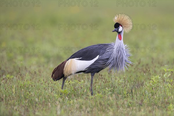 Crowned crane (Balearica regulorum), Ngorongoro Crater, Tanzania, Africa