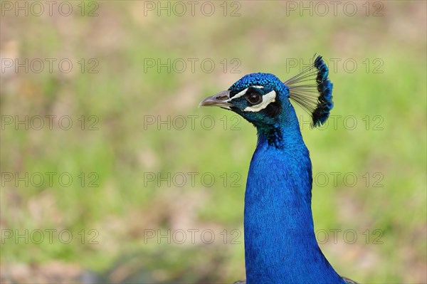 Indian peafowl (Pavo cristatus), portrait, captive, North Rhine-Westphalia, Germany, Europe