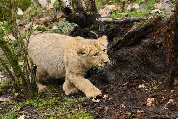 Asiatic lion (Panthera leo persica) cub hunting in the forest, captive, habitat in India