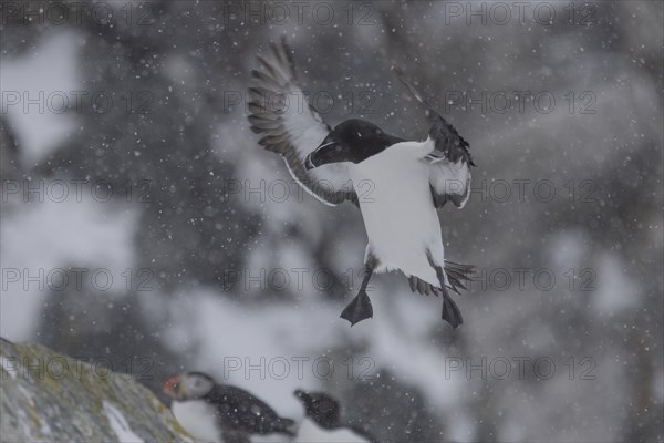 Razorbill (Alca torda), in flight, in the snow, Hornoya, Hornoya, Varangerfjord, Finmark, Northern Norway