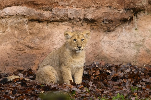 Asiatic lion (Panthera leo persica) cub sitting in the dessert, captive, habitat in India