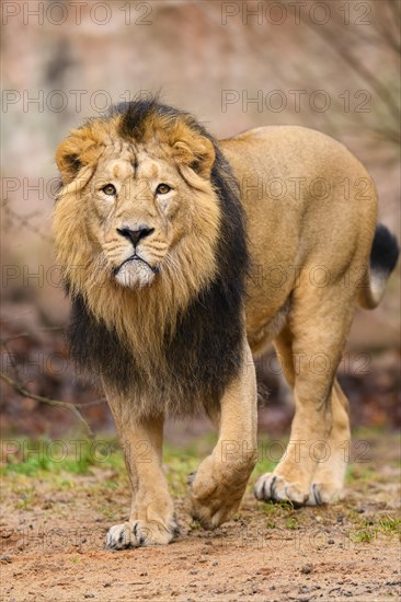 Asiatic lion (Panthera leo persica) male struting through the desert, captive, habitat in India