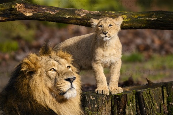 Asiatic lion (Panthera leo persica) male with his cub, captive, habitat in India