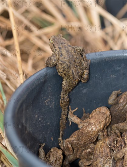 Common toads (Bufo Bufo), males, females, pairs in amplexus and single animals next to spawning water in a bucket after being rescued by an amphibian fence, single True toad climbs the edge and escapes, motion blur, wipe effect, climbing, amphibian migration, toad migration, species protection, animal welfare, protection, help, mating, behaviour, concept image escape, escape, up and away, breaking out, strength, determined, success, ascent, Lower Saxony, Germany, Europe