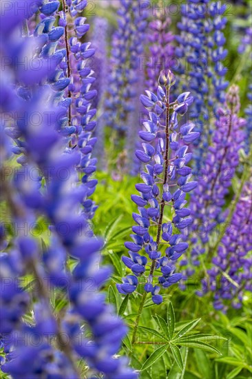 Lupin blossoms (Lupinus polyphyllus), Rio Murta, Carretera Austral, Rio Ibanez, Aysen, Chile, South America