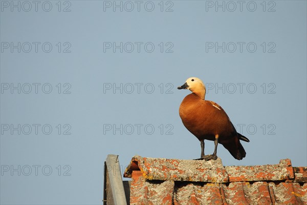 Ruddy shelduck (Tadorna ferruginea) male on the gable of a field barn, Allgaeu, Bavaria, Germany, Europe