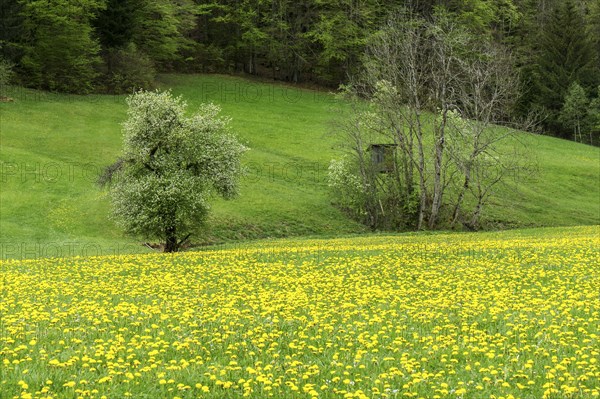 Flowering common dandelion (Taraxacum), near Tiefenbach, Oberstdorf, Oberallgaeu, Allgaeu, Bavaria, Germany, Europe