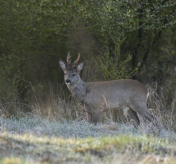 European roe deer (Capreolus capreolus), roebuck in winter coat, winter cover, one antler in the bast, one pole freshly swept still red from blood, no injury normal process, wildlife, Thuringia, Germany, Europe