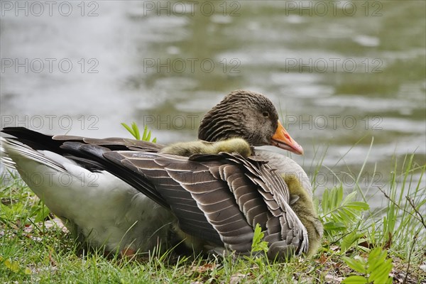 Greylag goose chicks, spring, Germany, Europe