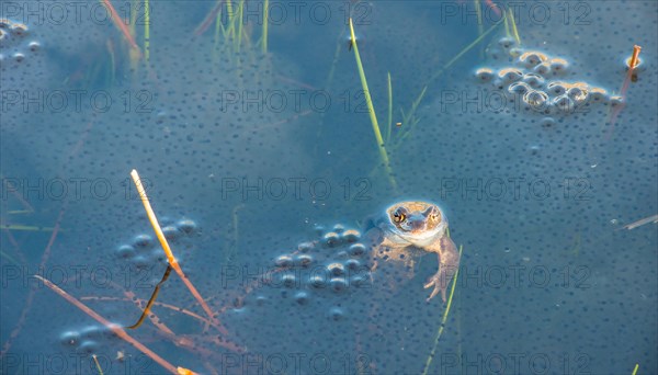 Common frog (Rana temporaria), amphibian of the year 2018, during mating season in a pond with fresh spawn balls, surrounded by a few stalks of aquatic plants, rushes in the water, pond, reproduction, metamorphosis, frog spawn, Lueneburg Heath, Lower Saxony, Germany, Europe