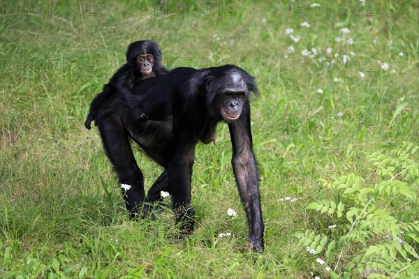 Bonobo, bonobo (Pan Paniscus), female, adult, young animal, foraging, Great ape, Primate, chimpanzee, captive