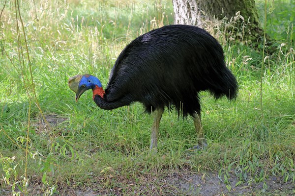 Northern cassowary (Casuarius unappendiculatus), adult, foraging, captive, Papua New Guinea, Oceania