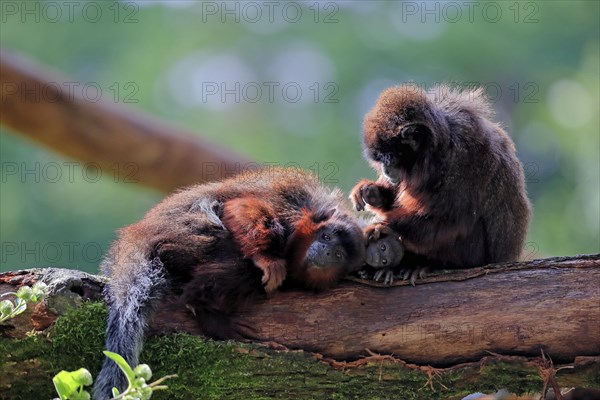 Coppery titi (Plecturocebus cupreus), adult, female, young animal, grooming, on tree, three animals, alert, captive, South America