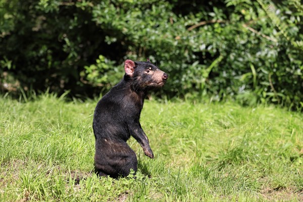 Tasmanian devil (Sarcophilus harrisii), adult, alert, upright, captive, Tasmania, Australia, Oceania