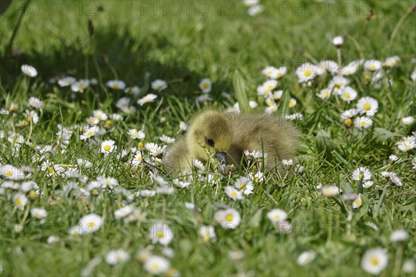 Greylag goose chicks, spring, Germany, Europe