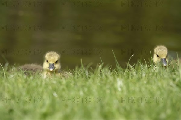 Greylag goose chicks, spring, Germany, Europe