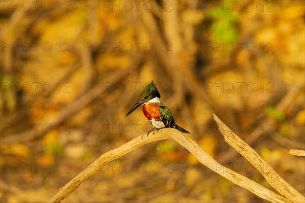 Green Kingfisher (Chloroceryle americana) Pantanal Brazil